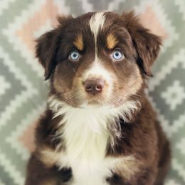 Australian Shepherd Puppies from Jo’s Aussies