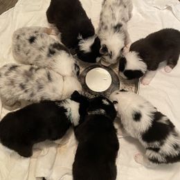 Australian Shepherd Puppies from Sweet Magnolia Aussies