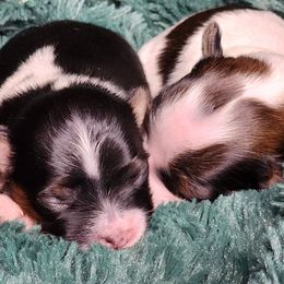 Papillon puppies from Silhouette Papillons