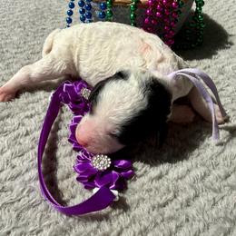 Liberty - Parti female Poodle puppy in Lakeland, Florida from Gulfside Poodles