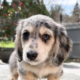 Louis - Dapple male Dachshund puppy in Redding, California from Jean & Mae Doxies