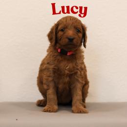 Lucy - Red  female Goldendoodle puppy in College Station, Texas from Em & El Doodles
