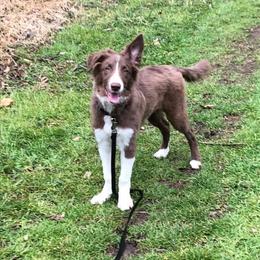 Border Collie Puppies from Willow Spring Border Collies