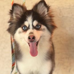 Jill - Black and white female Pomsky puppy in Mesa, Arizona from Platinum Pomskies