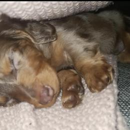 Dachshunds from Steelman's Dachshunds