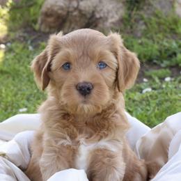 Goldendoodles, Poodles, and Sheepadoodles from Exquisite Doodles