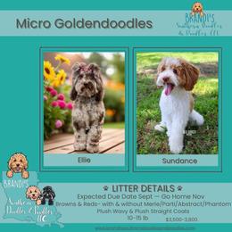 Assorted Doodle Crosses puppies from Brandi’s Southern Doodles & Poodles, LLC