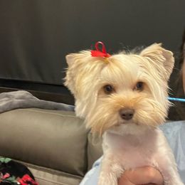 Coco - Yorkshire Terrier