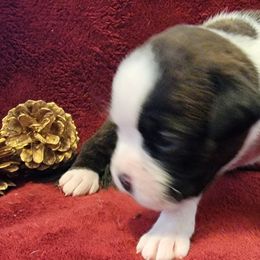 Girl 3 - Brindle Boxer puppy in Wisconsin from Baja Boxers