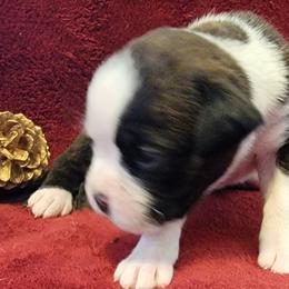 Girl 3 - Brindle Boxer puppy in Wisconsin from Baja Boxers