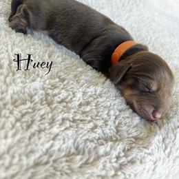 Huey - Chocolate and tan male Dachshund puppy in Gray, Louisiana from EB's Cajun Lil' Doxies