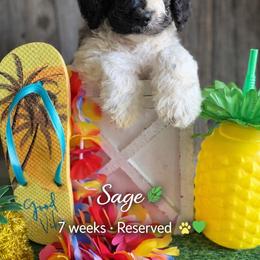 Sage-Gray collar - Merle male Saint Berdoodle puppy in Paw Paw, Michigan from ProAct Canines