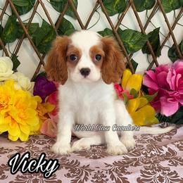Vicky - Blenheim female Cavalier King Charles Spaniel puppy in Hollywood, Florida from World Class Cavaliers