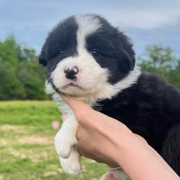 Mikani - Black and white female Border Collie puppy in Graceville, Florida from Fire N Arrows Border Collies