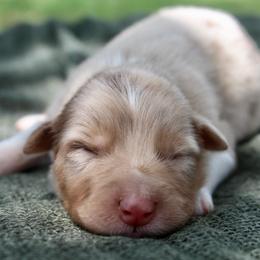 Poppy - Red merle female Australian Shepherd puppy in Star City, Arkansas from Blush & Lace Aussie Co.