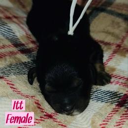 Itt - Tri-color female Bernedoodle puppy in Beecher, Illinois from Erica’s Doodles