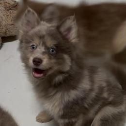 Coco - Merle female Pomsky puppy in Spring Hill, Florida from PDQ Pomskies