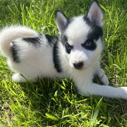 Pomsky Puppies from Creeden Prairie Pomsky’s