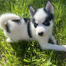 Pomsky Puppies from Creeden Prairie Pomsky’s