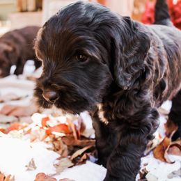 Australian Labradoodle Puppies from Harmony Labradoodles