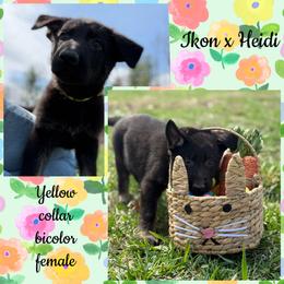Yellow collar - Bi-color female German Shepherd puppy in Canterbury, Connecticut from Nachtwaechter German Shepherds, LLC