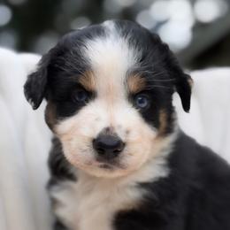 Hana - Black tri-color female Australian Shepherd puppy in Polk City, Florida from Skaky Shepherds