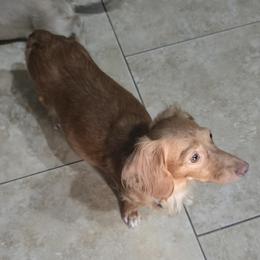 Blake - Dachshund