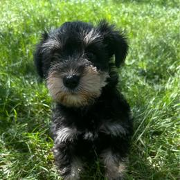 Girl 3 - Black female Miniature Schnauzer puppy in West Point, Nebraska from Canyon Rose Schnauzers