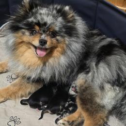 Pomeranian puppies from Pitter Patter Poms