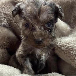Strudel - Merle male Schnoodle puppy in Creston, Ohio from Royal Crown Keeper LTD