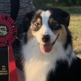 Australian Shepherds from Brynmar