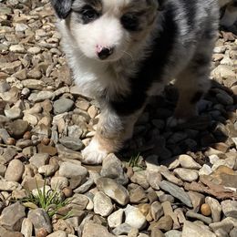 Miniature Australian Shepherd and Toy Australian Shepherd Puppies from Rye Hill Aussies