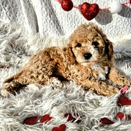Cavapoo, Goldendoodle, and Labradoodle Puppies from Curls and Camo Pups