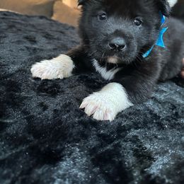 Dark blue - Black Akita puppy in Las Vegas, Nevada from Gloe Akita's