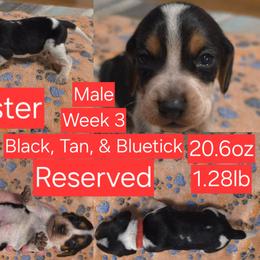 Buster Red Male - Black tan and bluetick male Beagle puppy in Bemidji, Minnesota from Nse Farms Beagles