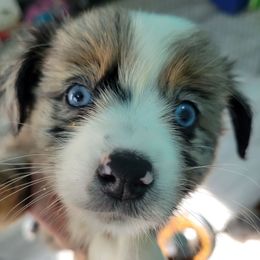 THELMA (Brown) - Blue merle female Miniature Australian Shepherd puppy in Norwood, Missouri from Looney Farm’s Toy & Mini Aussies