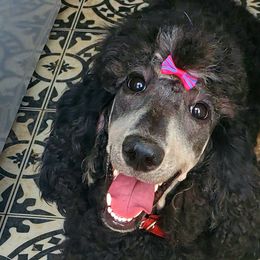 Poodles from Bigfoot Poodles