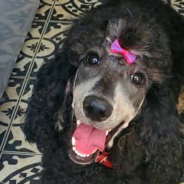 Poodles from Bigfoot Poodles