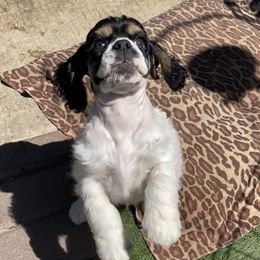Cocker Spaniel Puppies from Gypsyrose Cockers