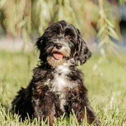 Firefly - Phantom male Goldendoodle puppy in Aubrey, Texas from Four Willows Farm
