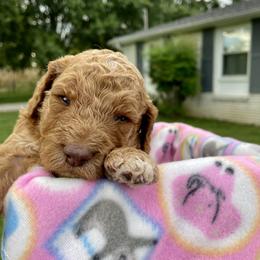Labradoodles from PawfectBud