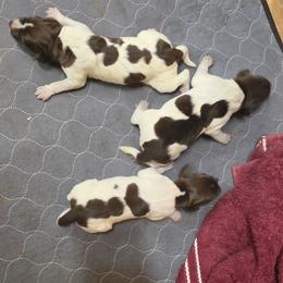 Girl 3 - Liver roan female German Shorthaired Pointer puppy in Henderson, Texas from C4 Gun Dogs