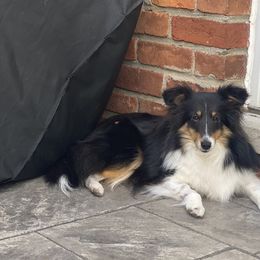 Miranda - Shetland Sheepdog