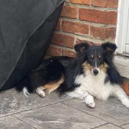 Miranda - Shetland Sheepdog