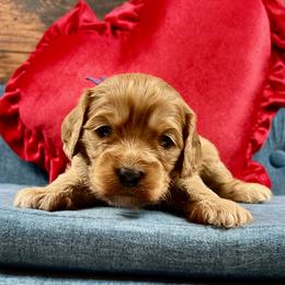 Drizella (Ella) - Red female Cavapoo puppy in Lancaster, Missouri from Cavapoo Acres