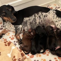 Rummy - Black and tan female Dachshund puppy in Las Vegas, Nevada from Desert Dachshunds