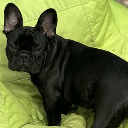 French Bulldogs from Frenchie’s of Glen Ellen