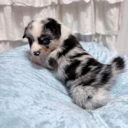 Skookumchuck (Skook) - Blue merle male Miniature American Shepherd puppy in Olympia, Washington from Shamayim Shepherds