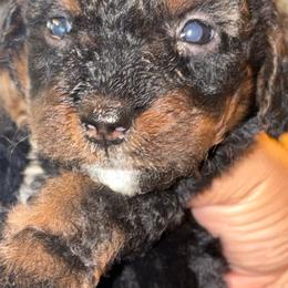 Boy 1 - Phantom male Goldendoodle puppy in Holly, Colorado from Vida’s Loving Doodles