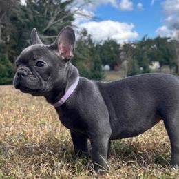 Josie - Blue female French Bulldog puppy in Salisbury, Maryland from 77 Frenchies Maryland
